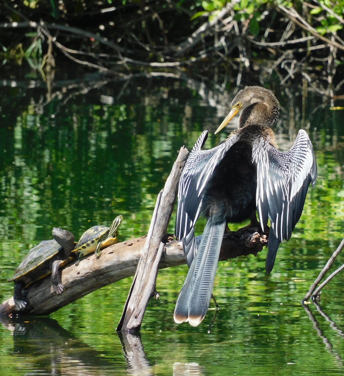 Anhinga - ML642887753