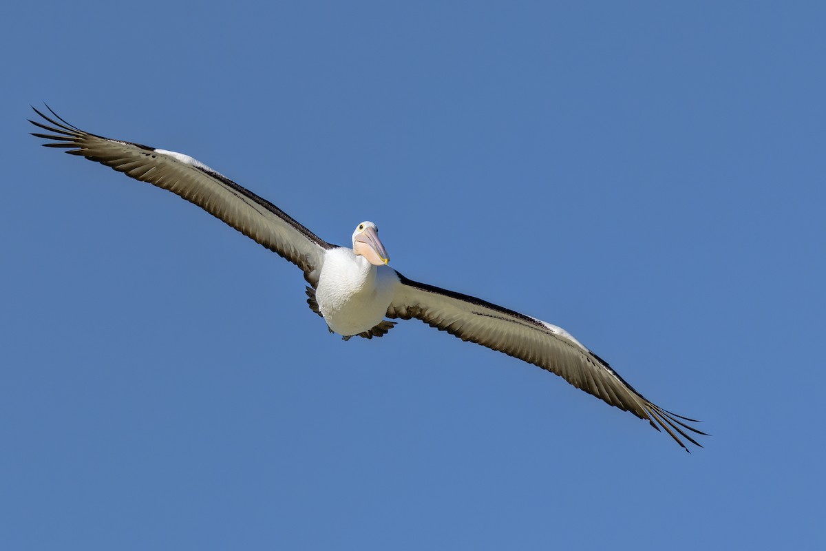 Australian Pelican - ML642887766