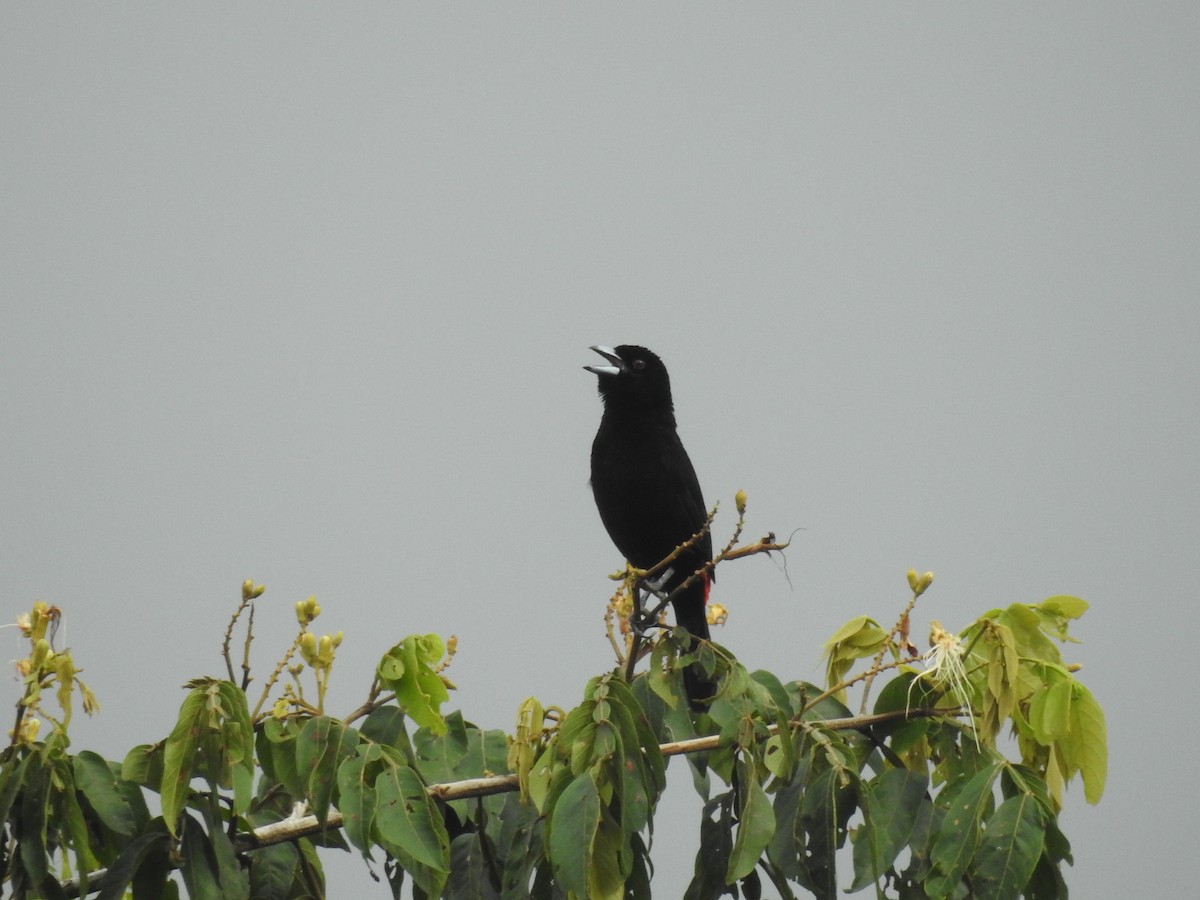 Scarlet-rumped Tanager - ML642887772