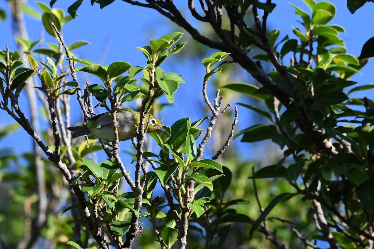 Warbling White-eye - ML642887780