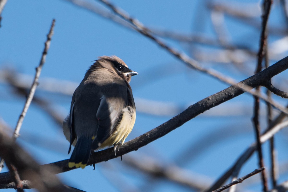 Cedar Waxwing - ML642887781