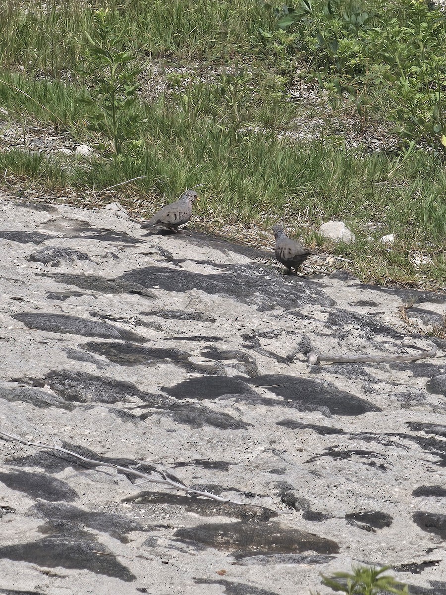 Common Ground Dove - ML642887783