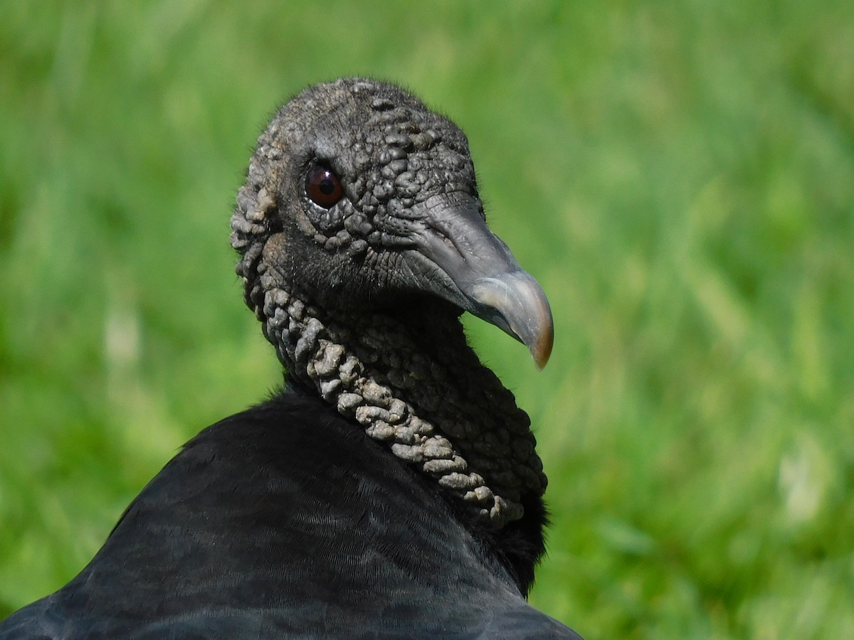 Black Vulture - ML642887784