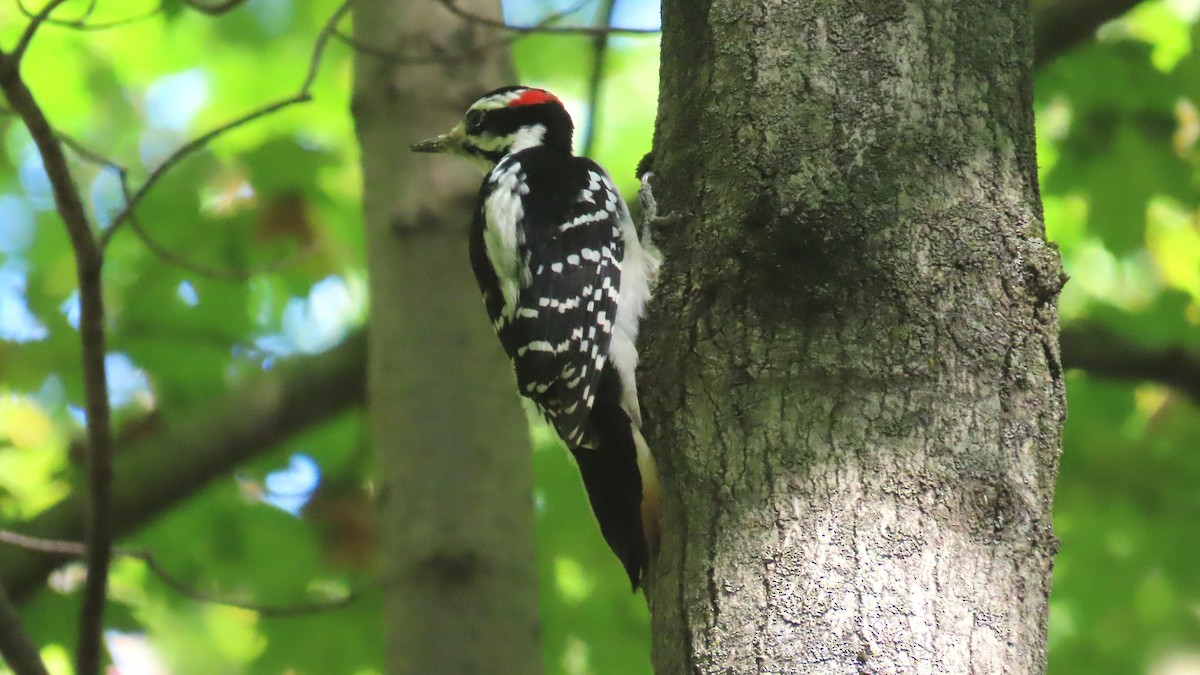 Hairy Woodpecker - ML642887788