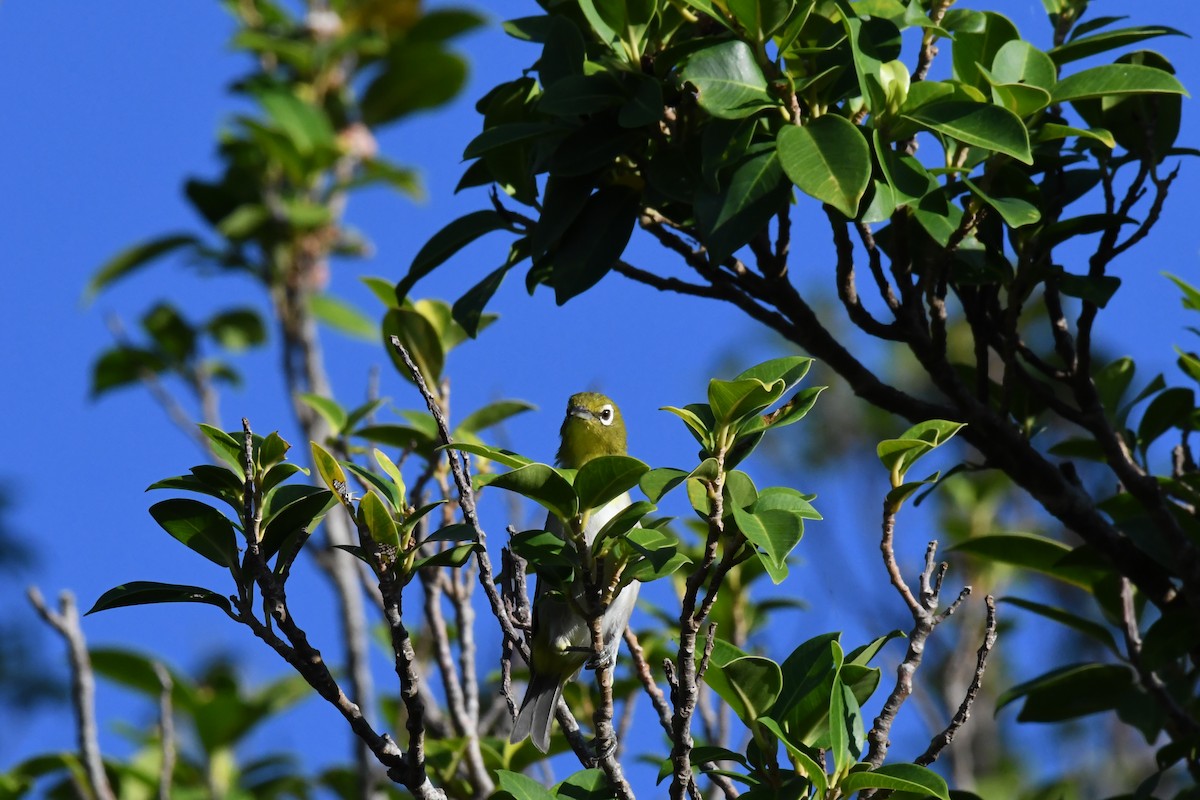 Warbling White-eye - ML642887789