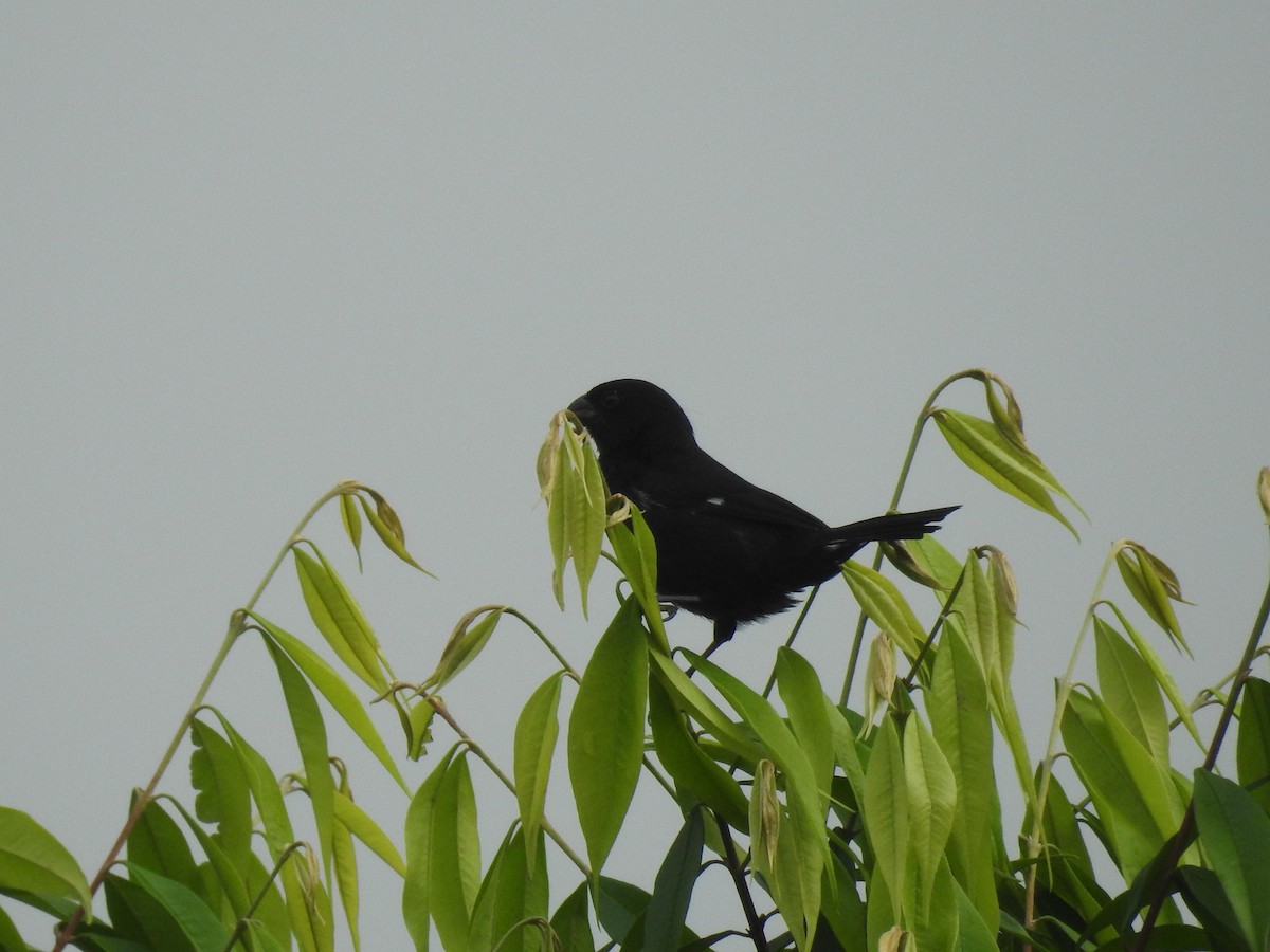 Thick-billed Seed-Finch - ML642887790