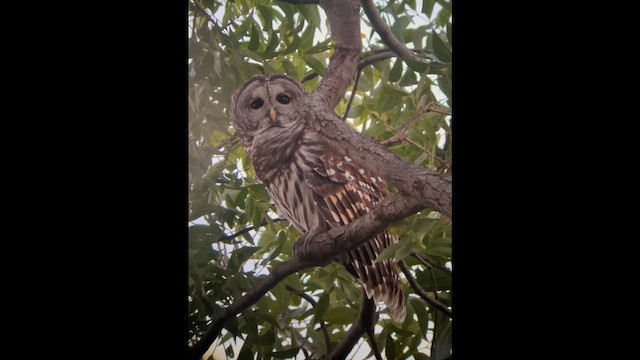 Barred Owl - ML642887795