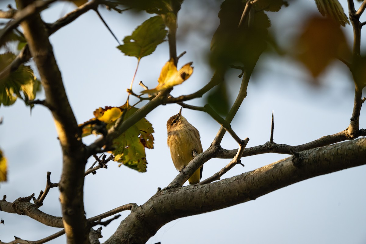 Palm Warbler - ML642887798