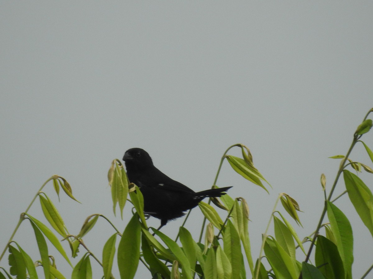 Thick-billed Seed-Finch - ML642887799