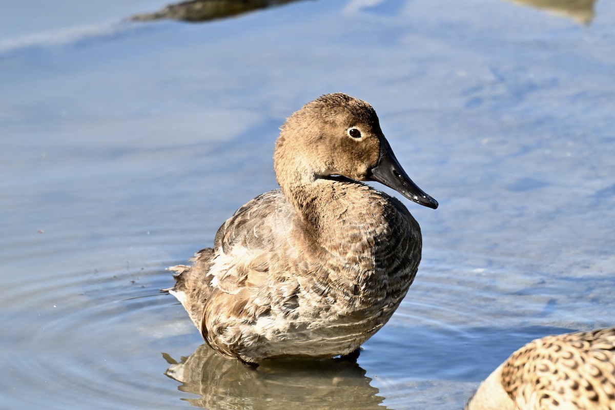 Canvasback - ML642887835