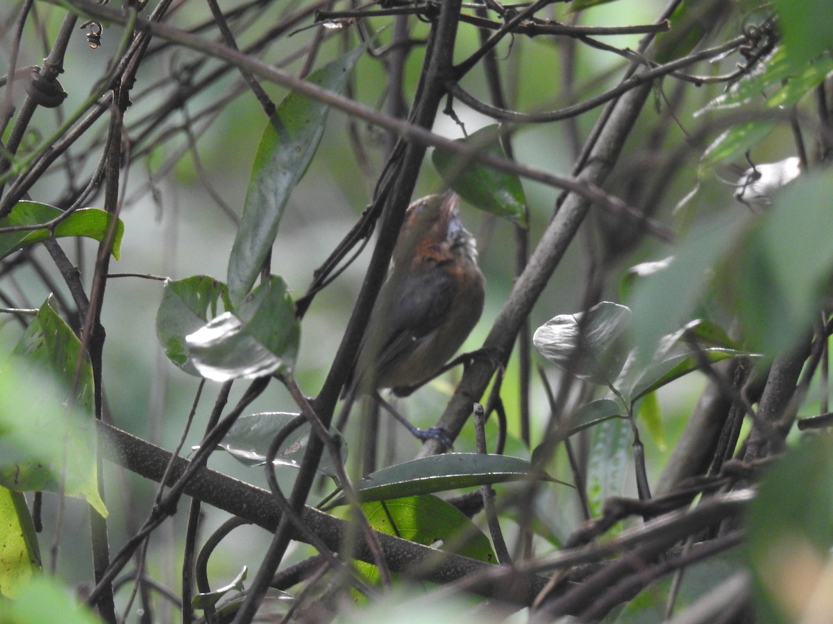 Long-billed Gnatwren - ML642887839