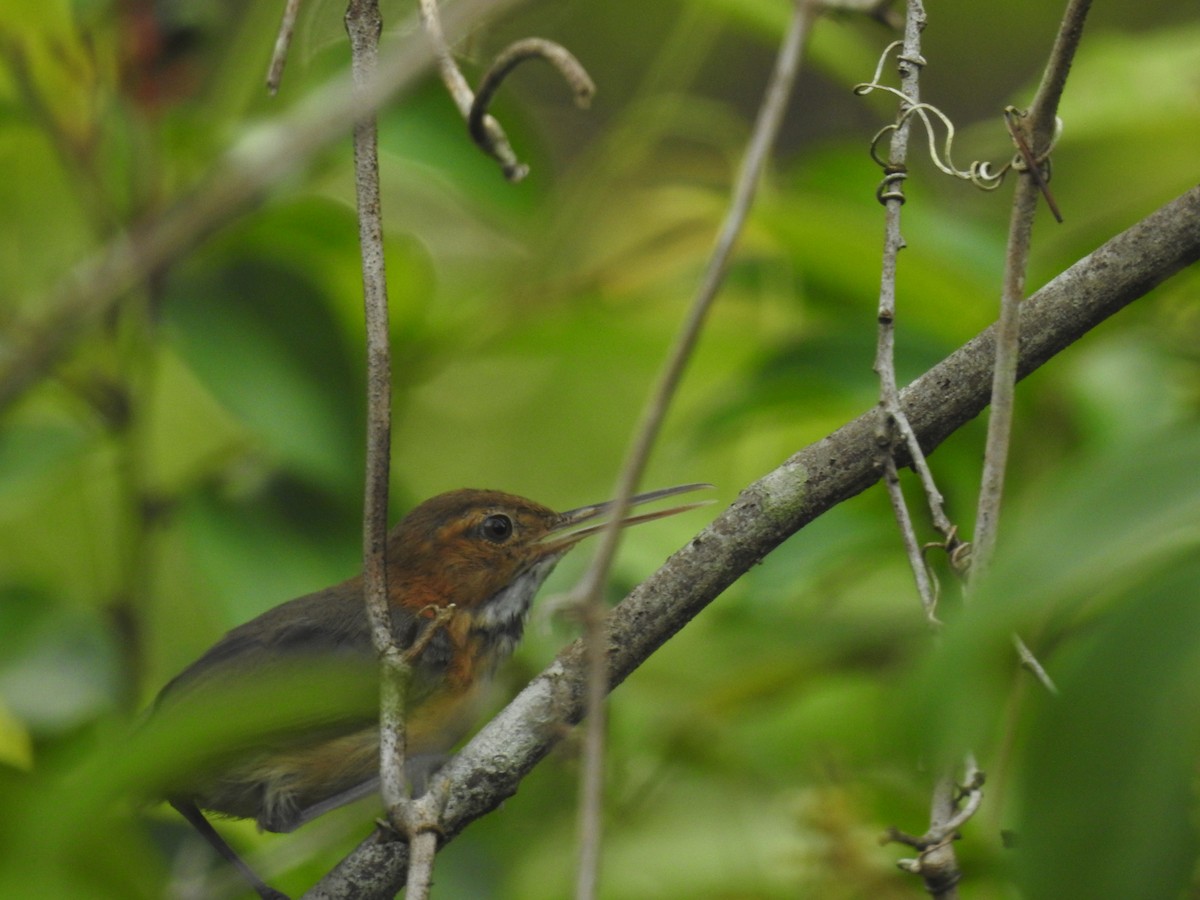 Long-billed Gnatwren - ML642887840