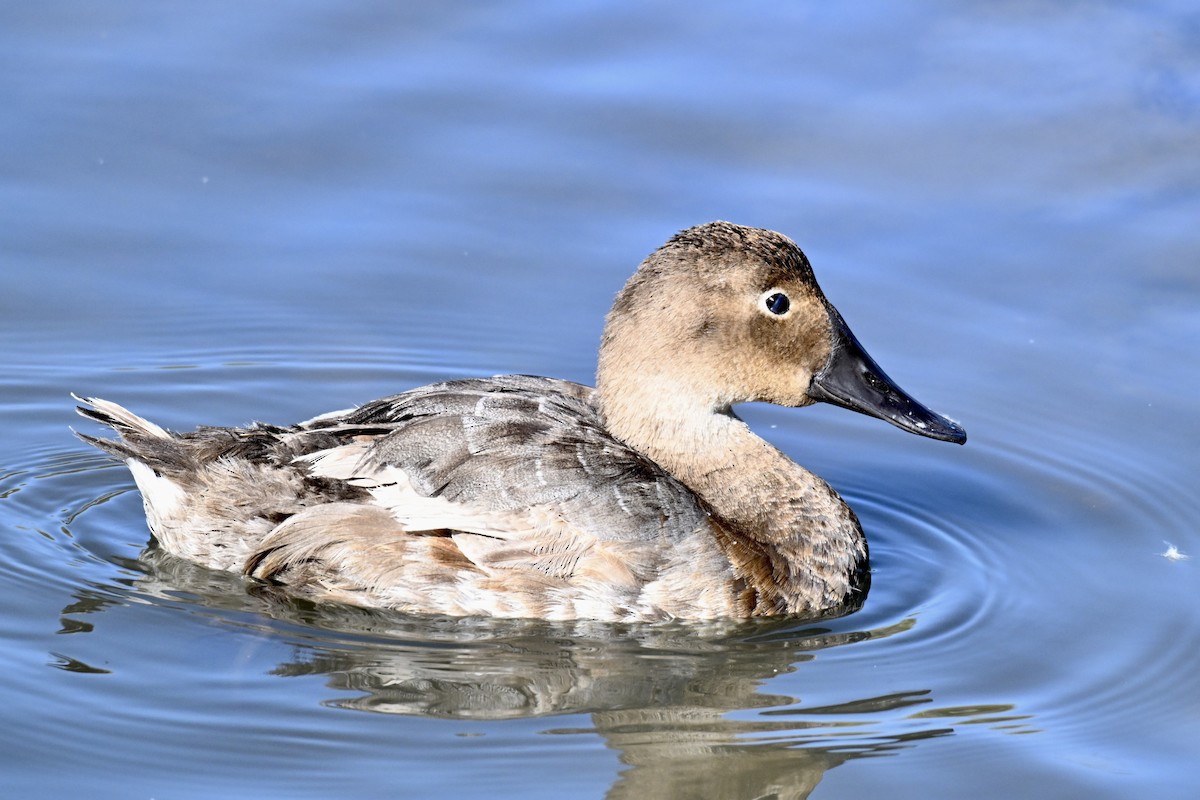 Canvasback - ML642887841