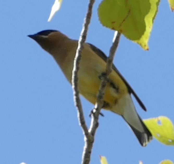 Cedar Waxwing - ML642887844