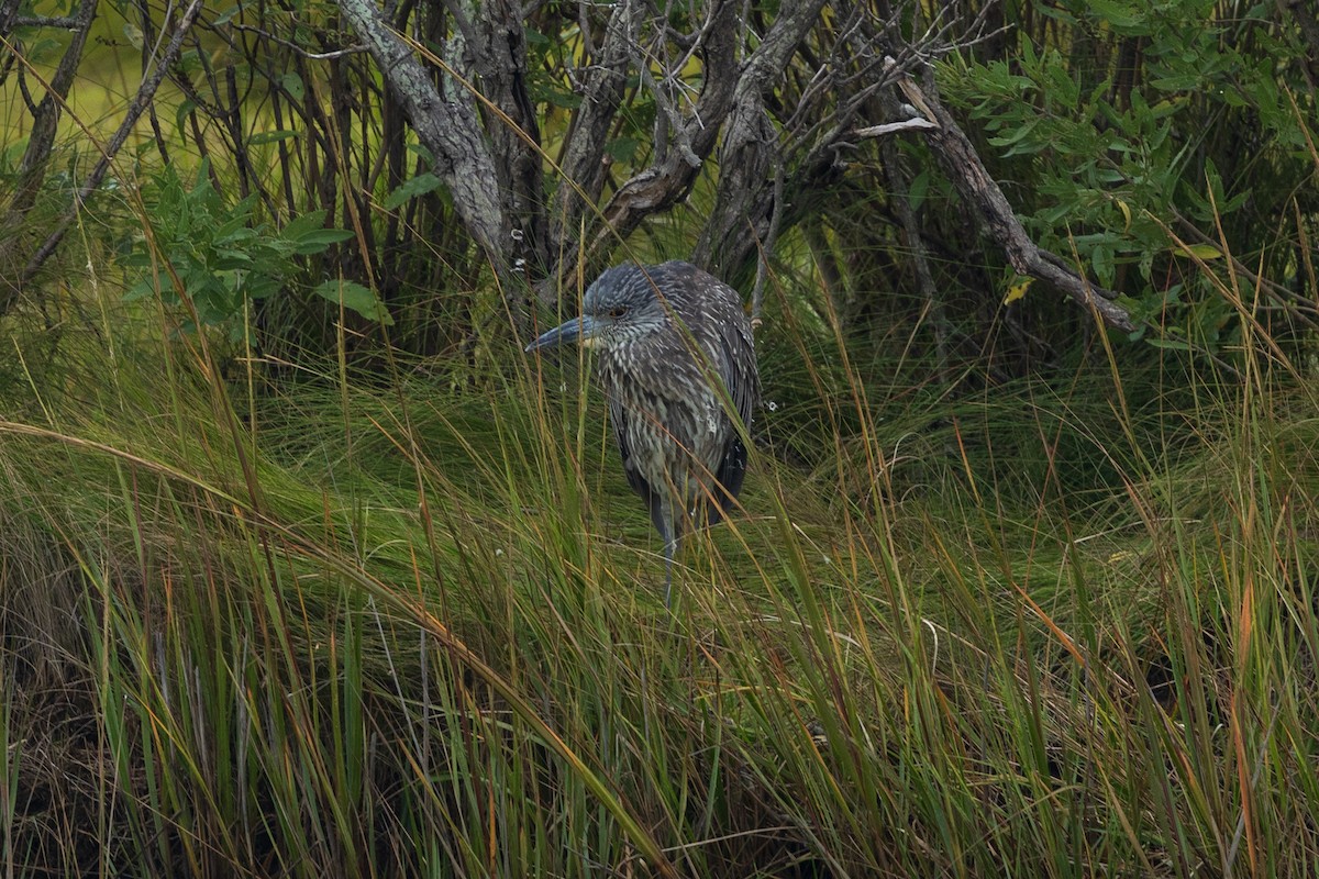 Yellow-crowned Night Heron - ML642887847