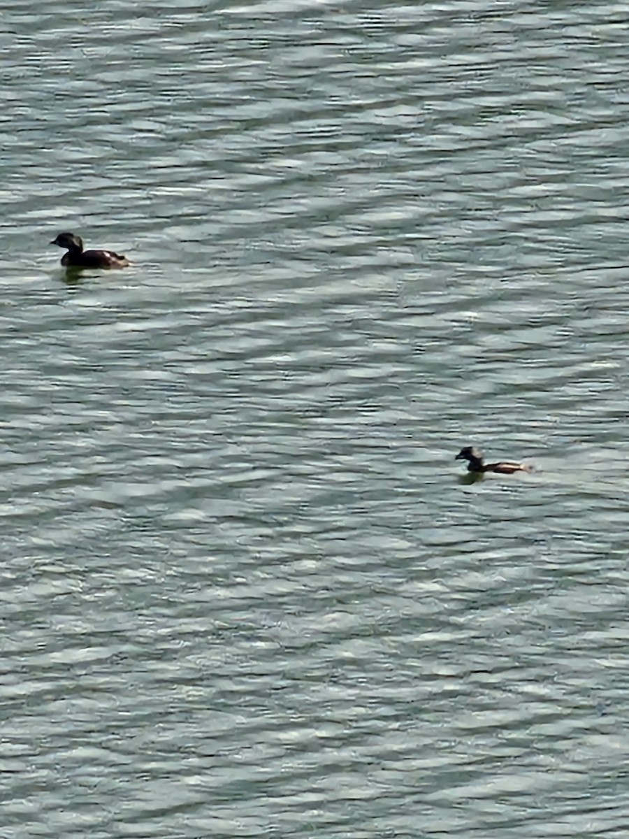Pied-billed Grebe - ML642887848
