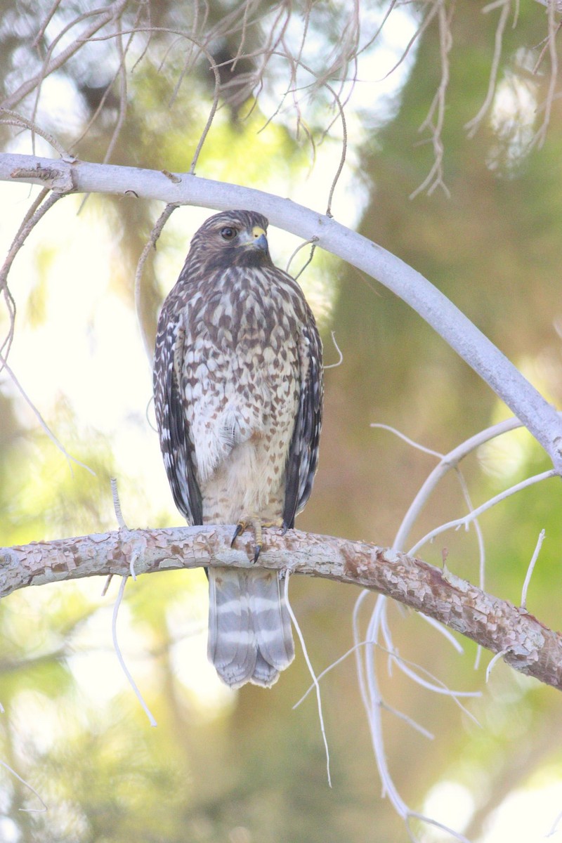 Red-shouldered Hawk - ML642887856