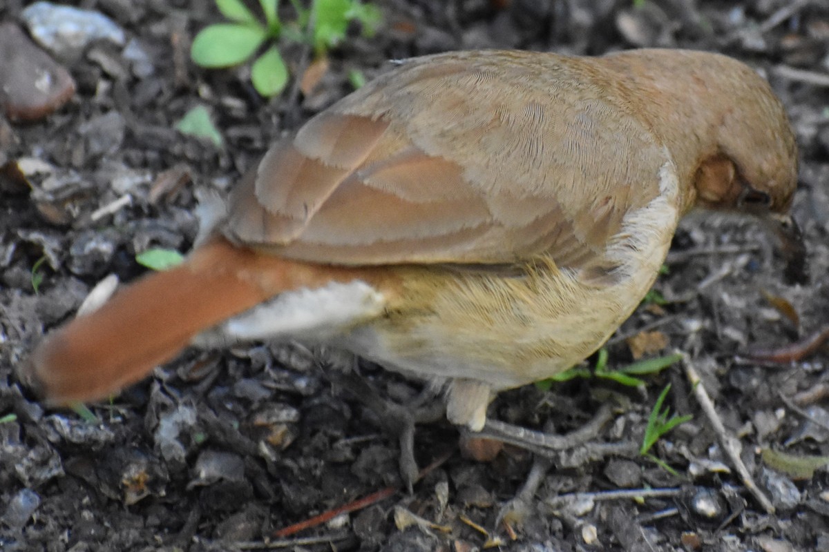Rufous Hornero - ML642887862