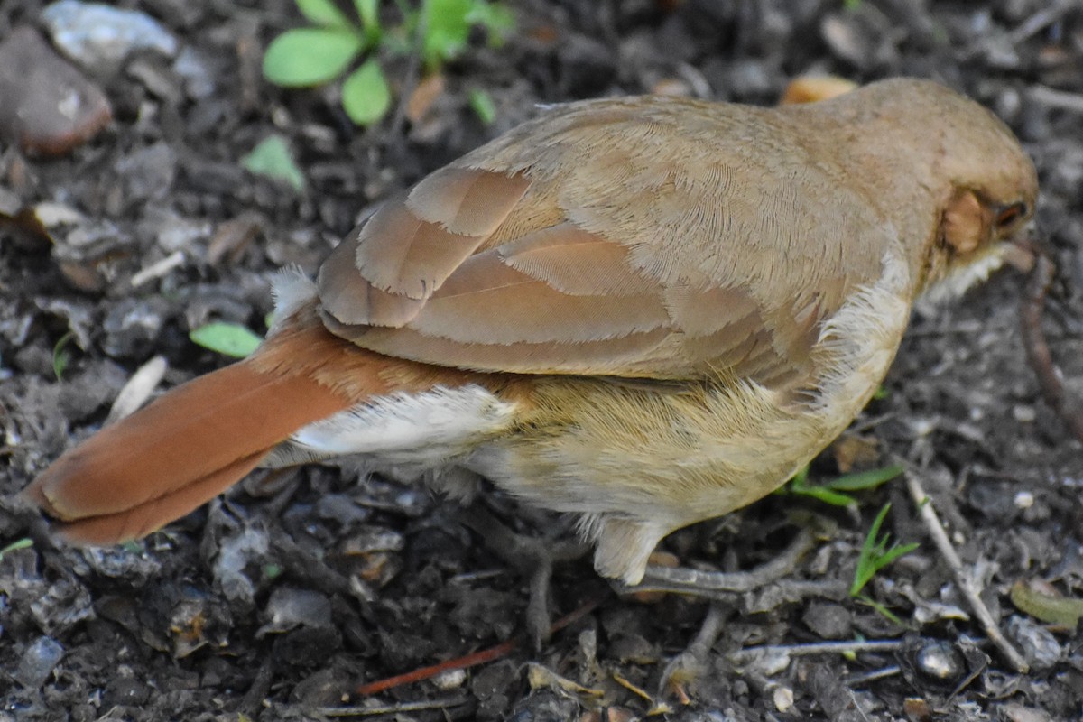 Rufous Hornero - ML642887863