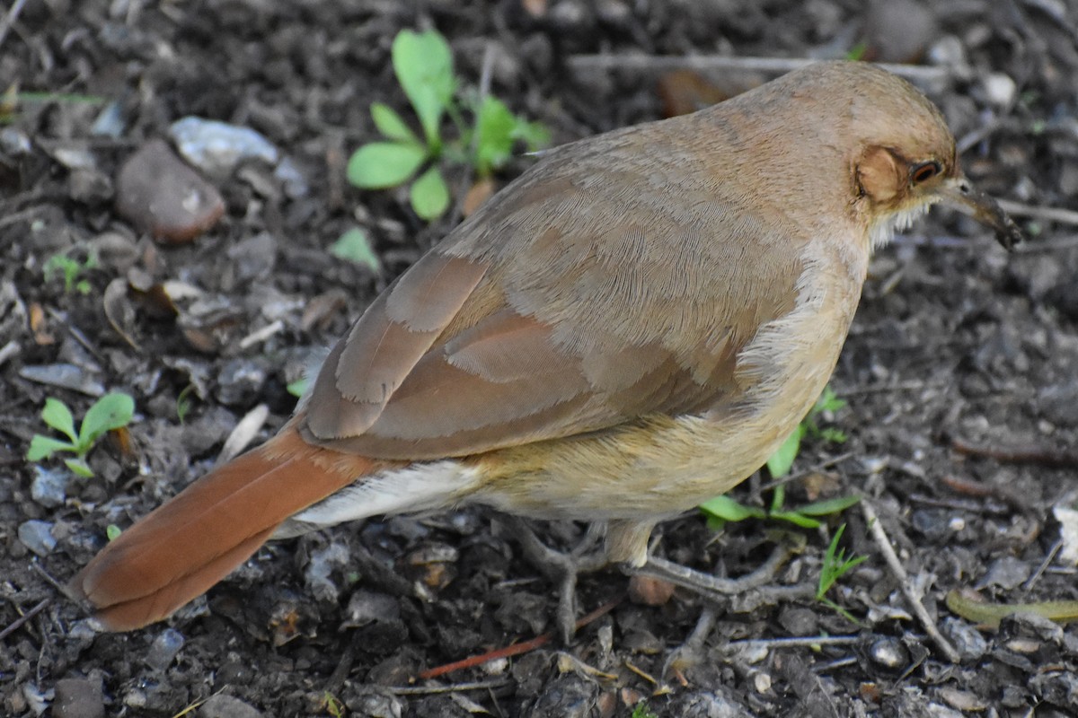 Rufous Hornero - ML642887864