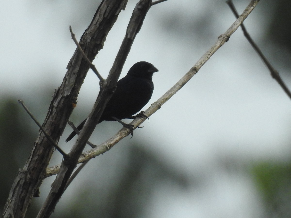 Blue-black Grosbeak - ML642887869