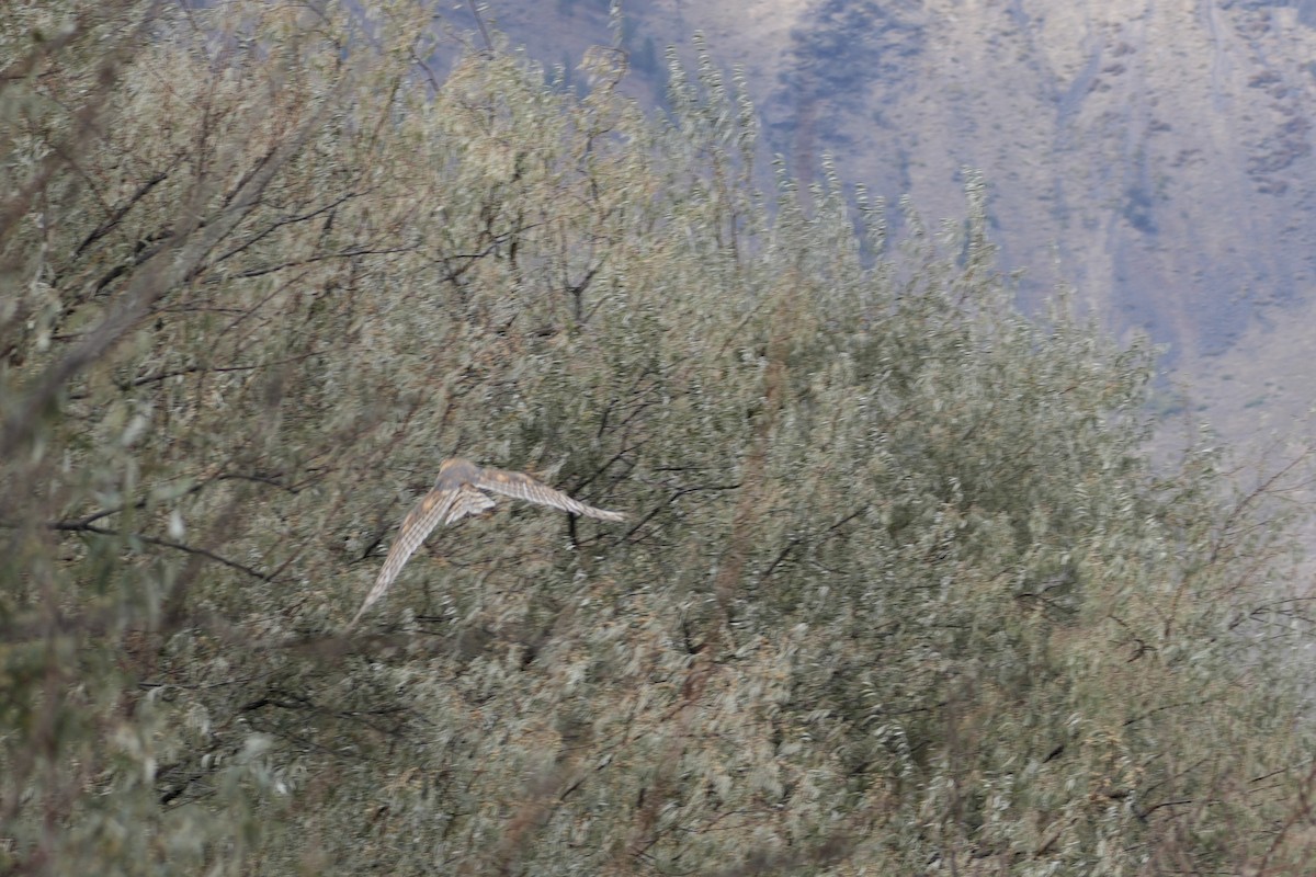 American Barn Owl - ML642887886
