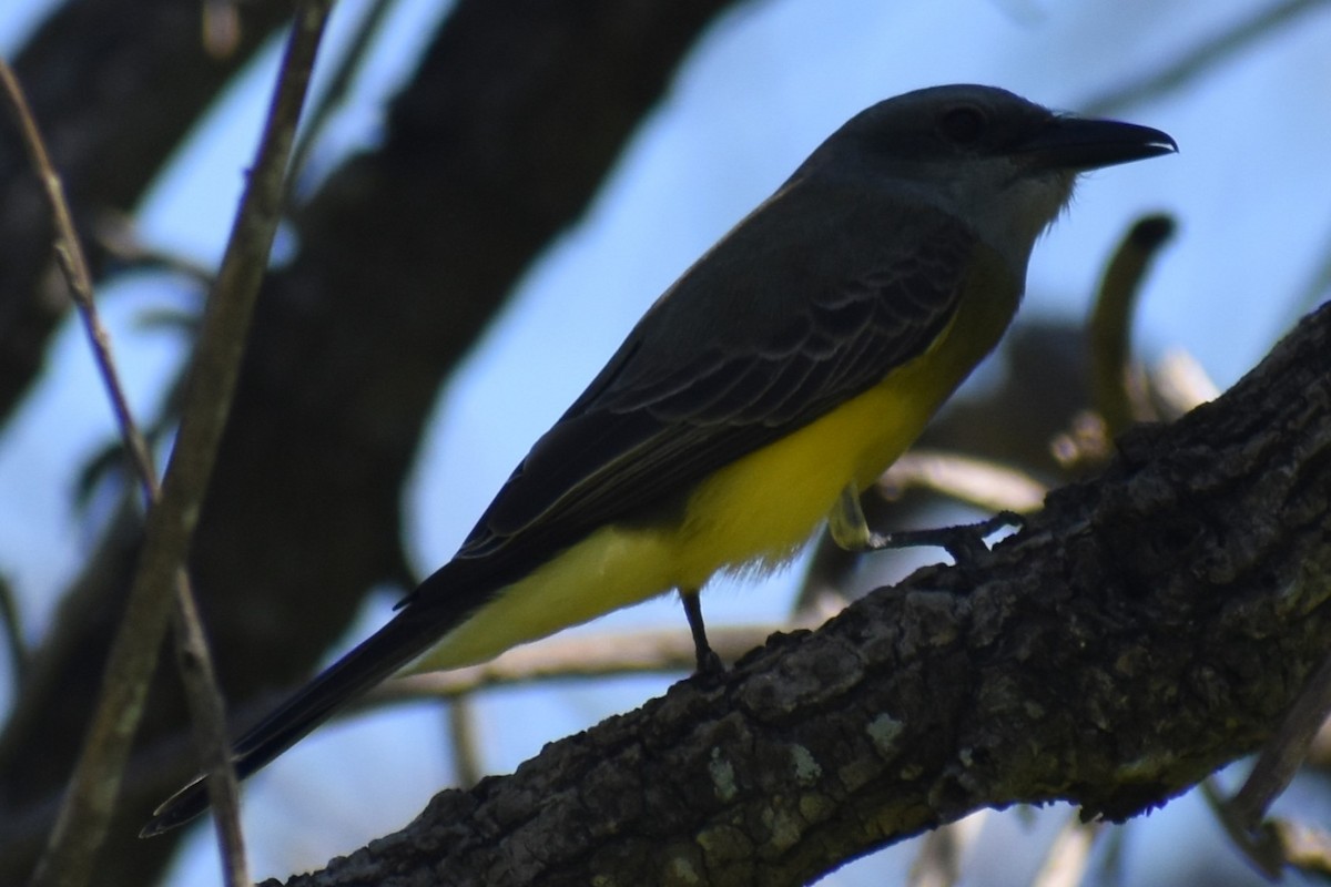 Tropical Kingbird - ML642887910