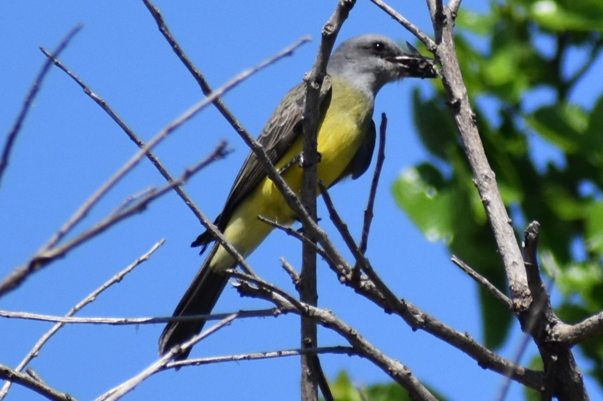 Tropical Kingbird - ML642887915