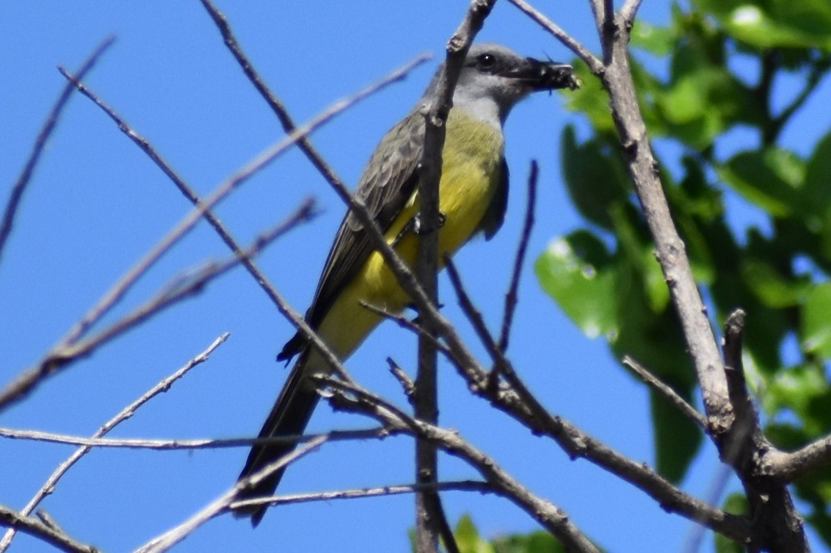 Tropical Kingbird - ML642887916