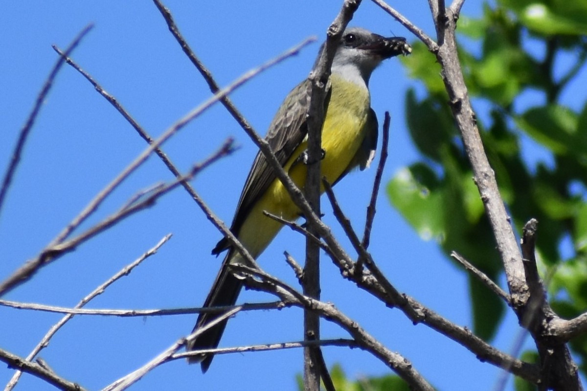 Tropical Kingbird - ML642887917