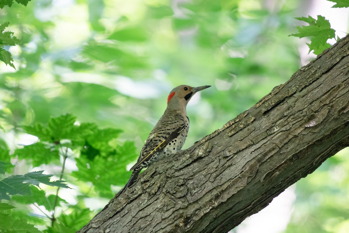Northern Flicker - ML642887923