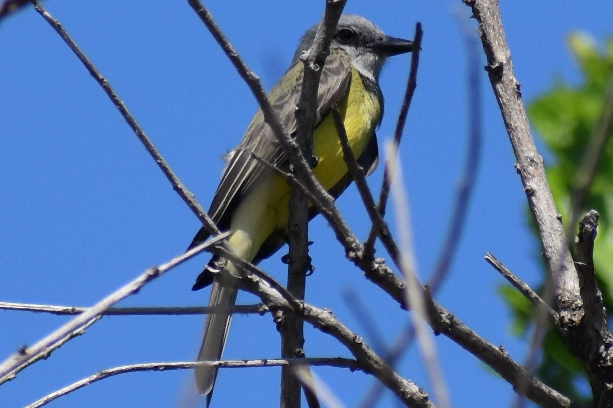 Tropical Kingbird - ML642887929