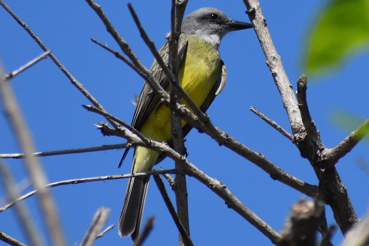 Tropical Kingbird - ML642887930