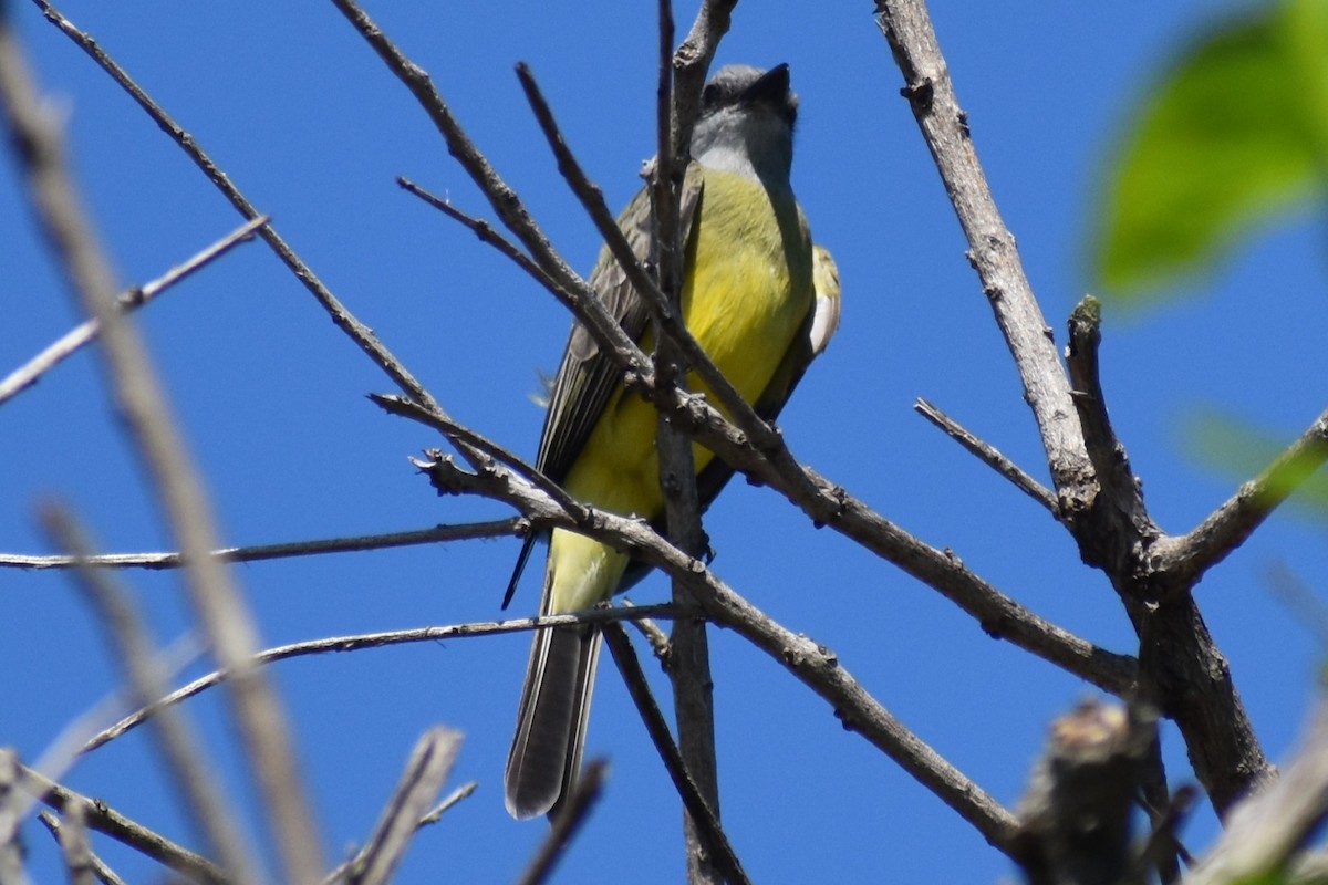 Tropical Kingbird - ML642887931