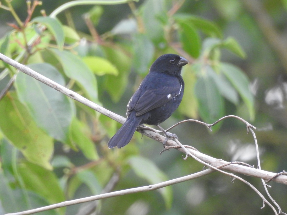 Blue-black Grassquit - ML642887935