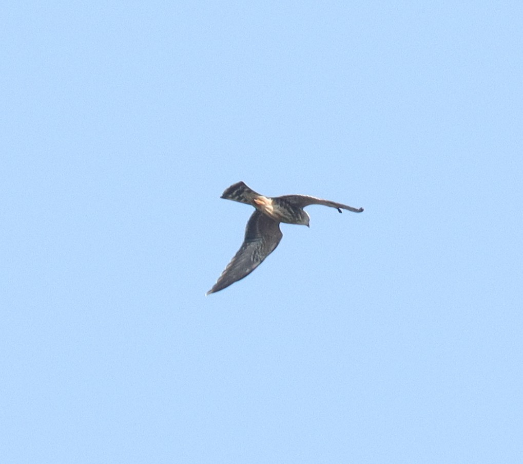 Mississippi Kite - ML642887947