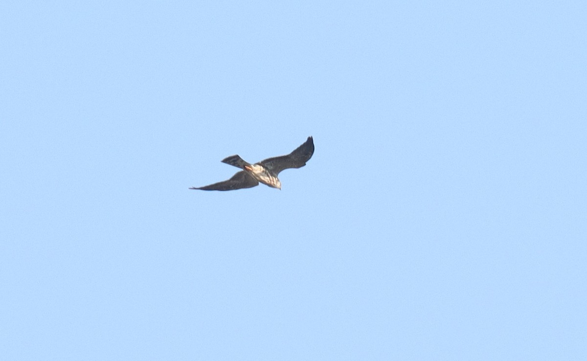 Mississippi Kite - ML642887965