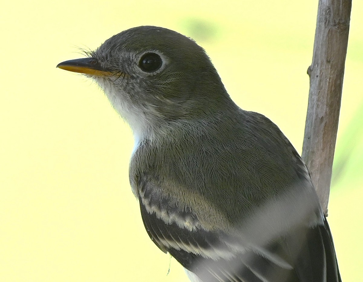Empidonax sp. - ML642887984
