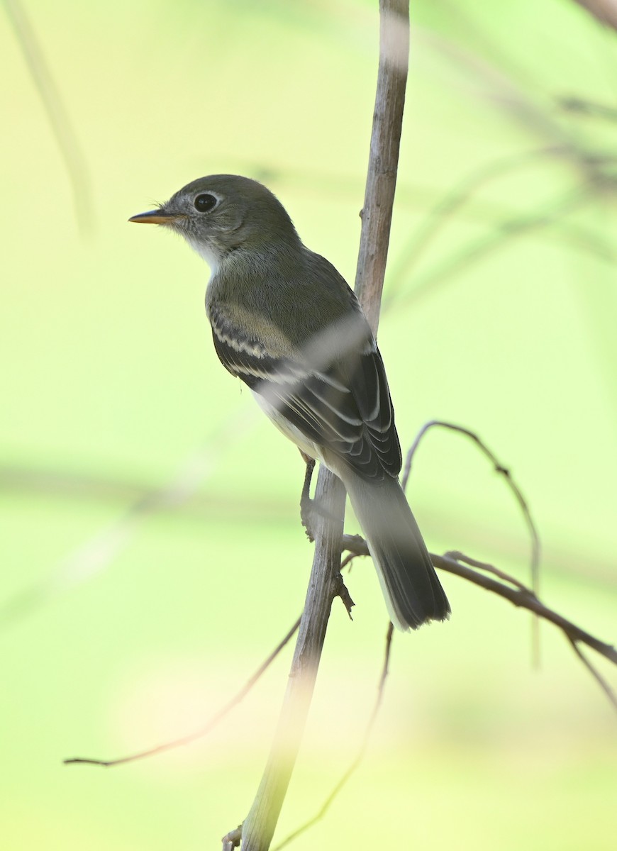 Empidonax sp. - ML642887992