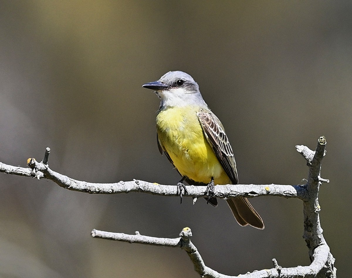 Tropical Kingbird - ML642887994