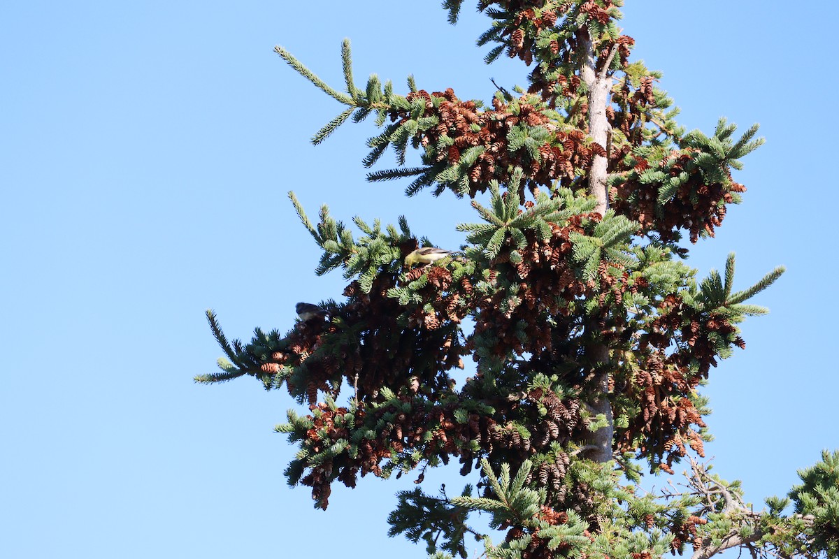 American Goldfinch - ML642887997