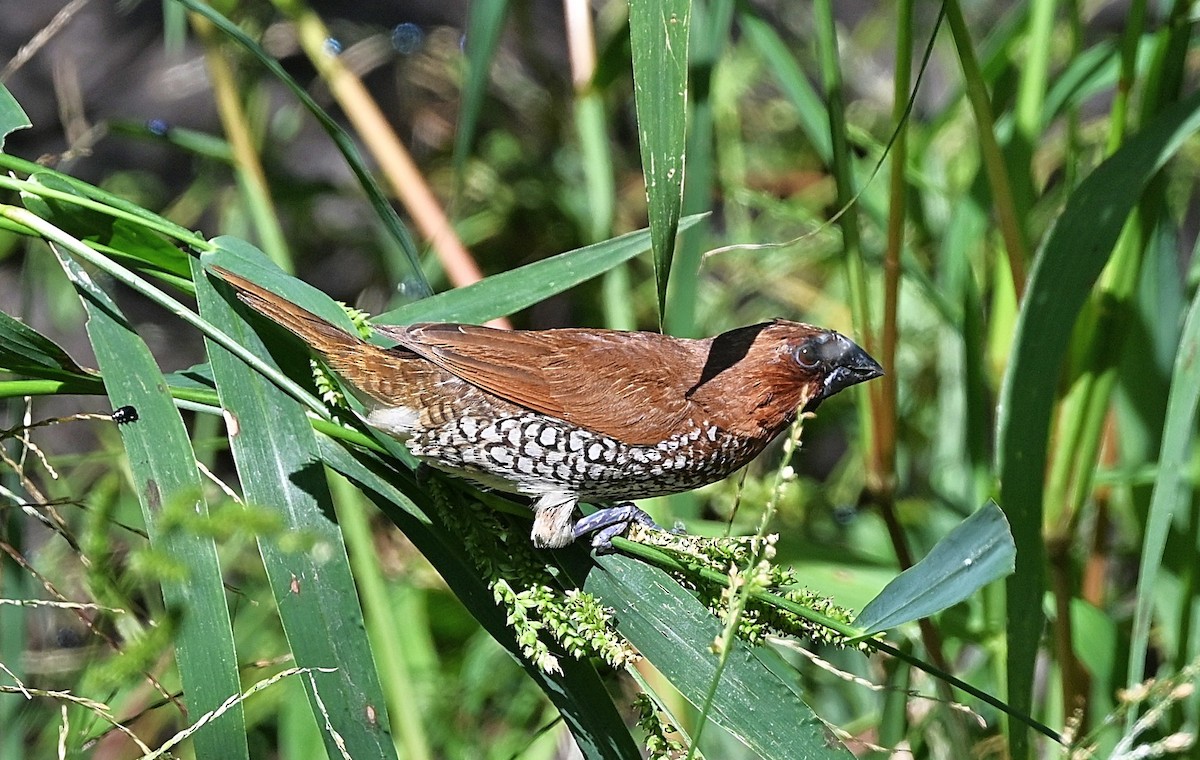 Scaly-breasted Munia - ML642888008