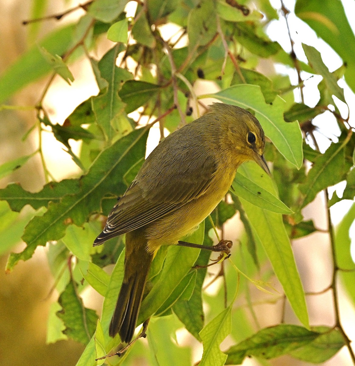 Orange-crowned Warbler - ML642888029