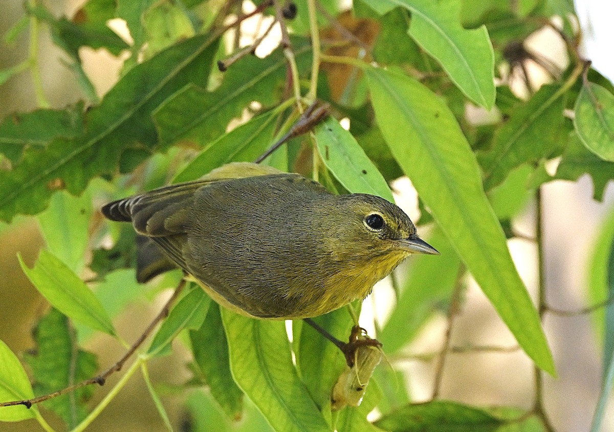 Orange-crowned Warbler - ML642888039