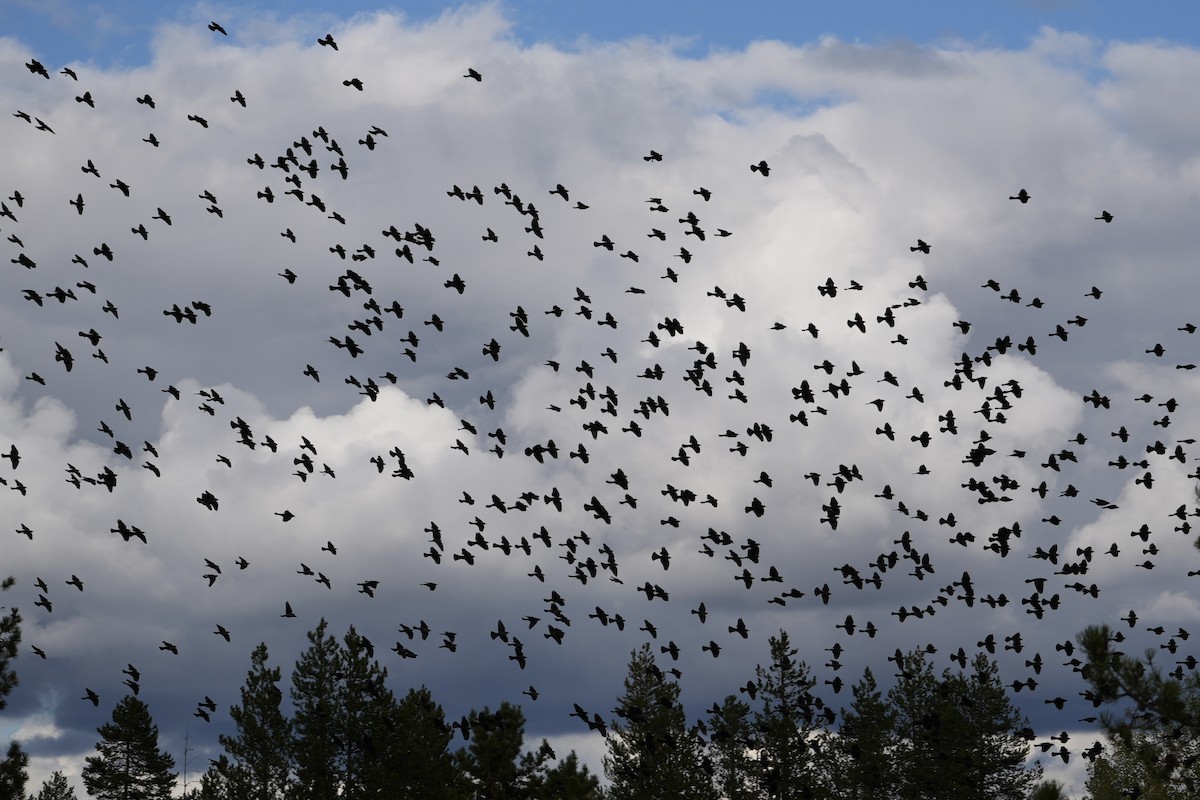 Brewer's Blackbird - ML642888040