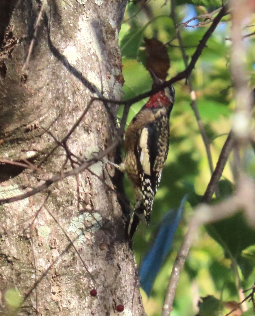 Yellow-bellied Sapsucker - ML642888057