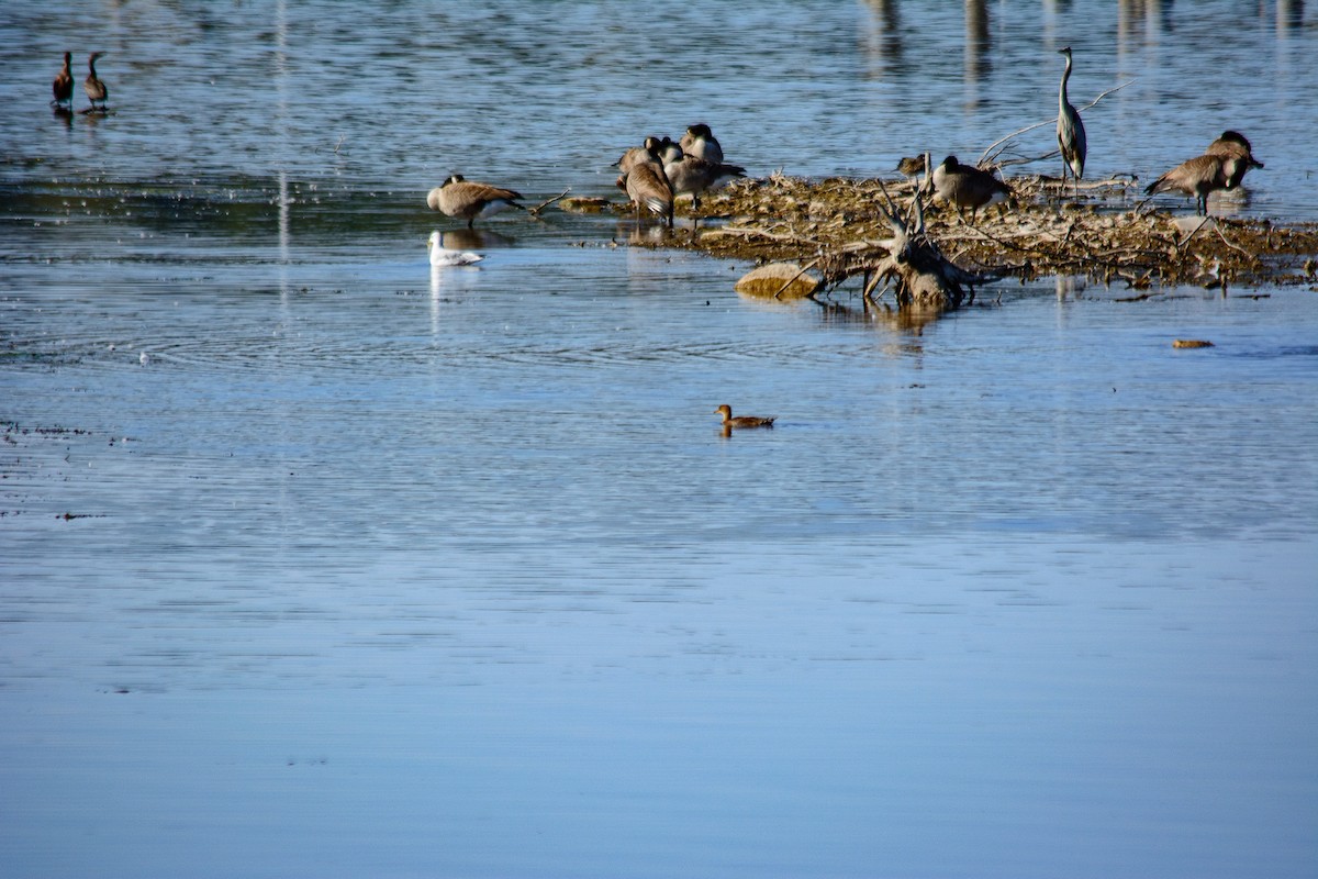 Wood Duck - ML642888068