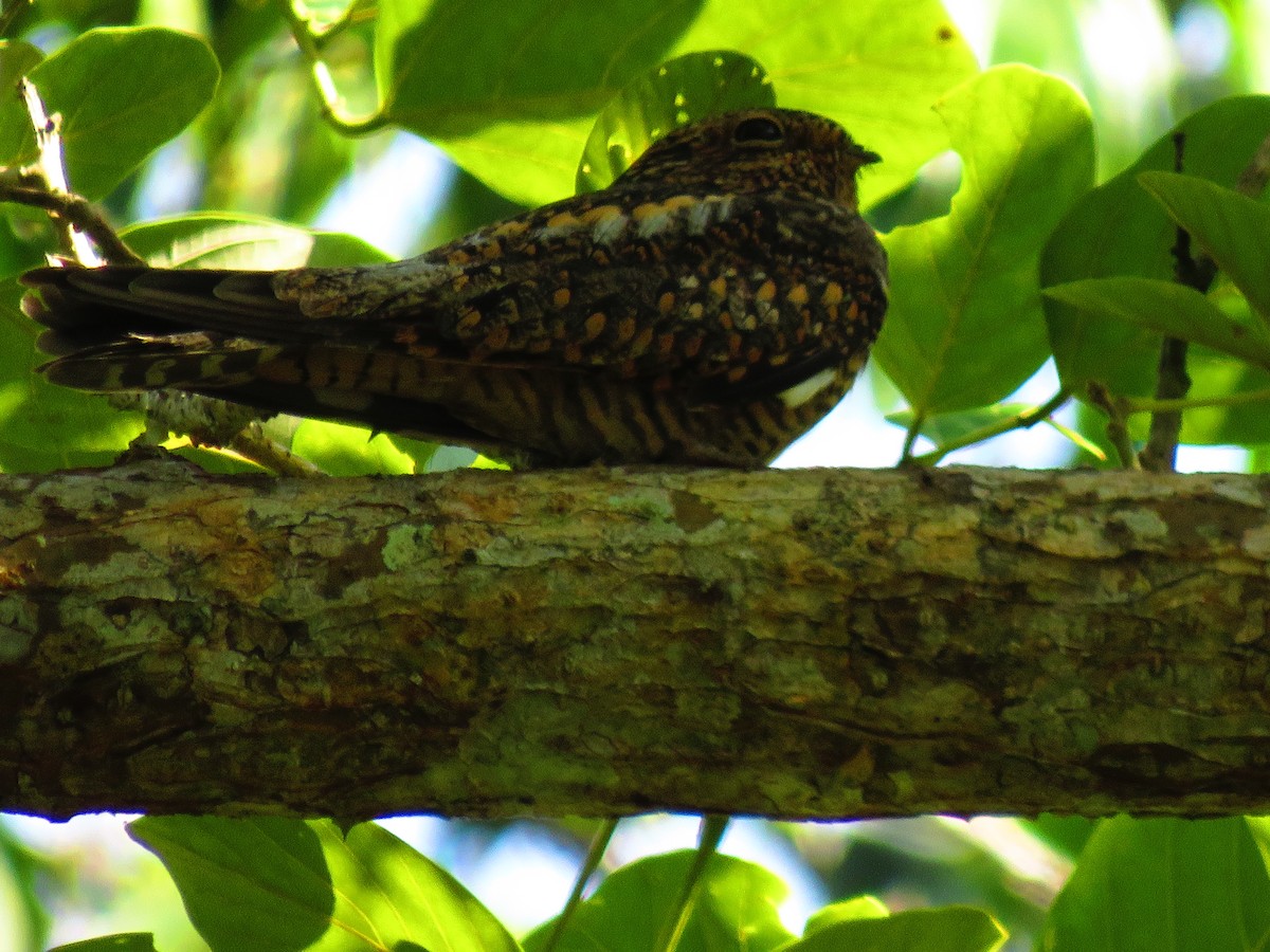 nighthawk sp. - ML642888070