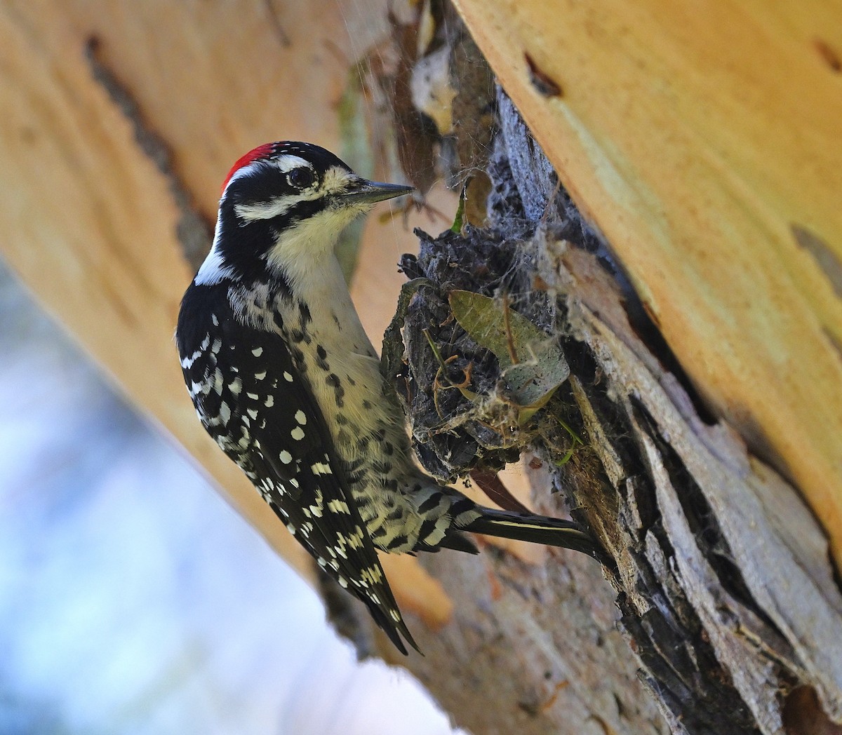 Nuttall's Woodpecker - ML642888071