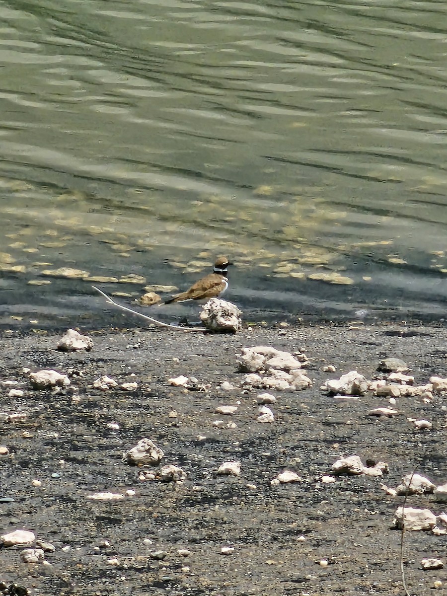 Killdeer - ML642888072